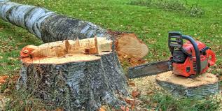 Best Firewood Processing and Delivery  in Wayne, WV