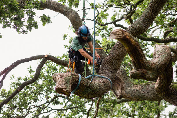 Trusted Wayne, WV Tree Care Experts