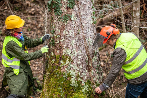 How Our Tree Care Process Works  in  Wayne, WV