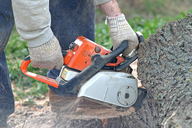 Best Lawn Pest Prevention  in Wayne, WV